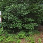 Child Dies After Tree Falls at Massachusetts YMCA Summer Camp