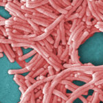 City Council to review Legionnaires’ response as NYC rolls out new measures