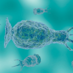 North Carolina teen dies from rare brain-eating amoeba found in freshwater: Health officials