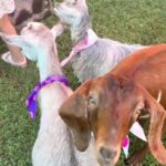 After hiring company with infected goats, mom speaks out on possible rabies exposure