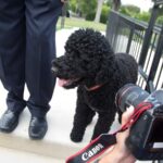 The Obamas’ family dog Sunny dies, the former president says