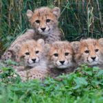 Cheetah cubs at Prague Zoo are doing well after a period of strong storms and their mother’s illness