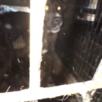 California animal rescue operator charged with felonies for alleged ‘inhumane and unsanitary conditions’