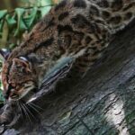 Tiny wild cat newly identified as a species draws curious visitors in Bolivia