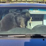 Parched summer in the Rockies sends hungry bears into urban areas and confrontations with people