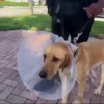 Hollywood vet releases Miami Gardens Police Department K-9 Gael